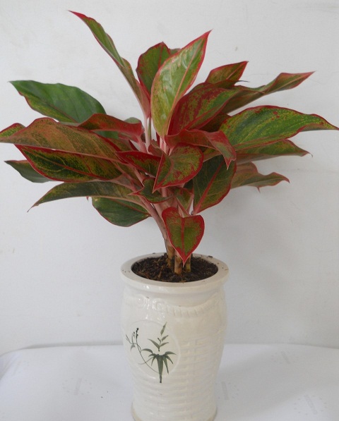 cay-phu-quy cay-phu-quy