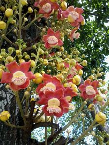 Những cây hoa quý được trồng nhiều ở những nơi tâm linh