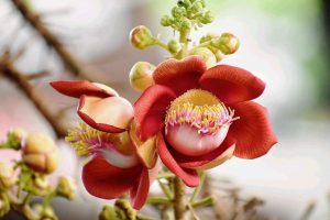 Cây sala – cây vô ưu, cây hoa quý linh thiêng nơi cửa phật 