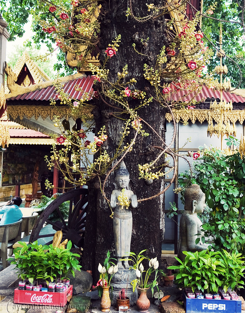 cay sala hoa vo uu cay vo uu 05