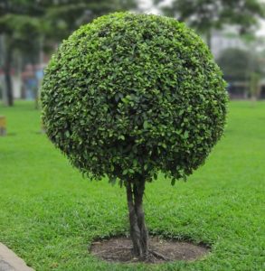 . Cây sanh, si