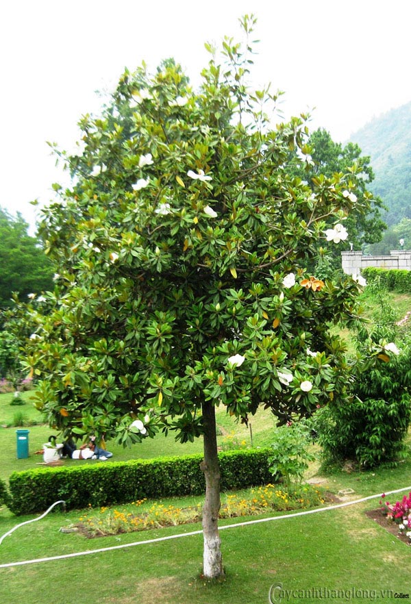 cây sen đất 02