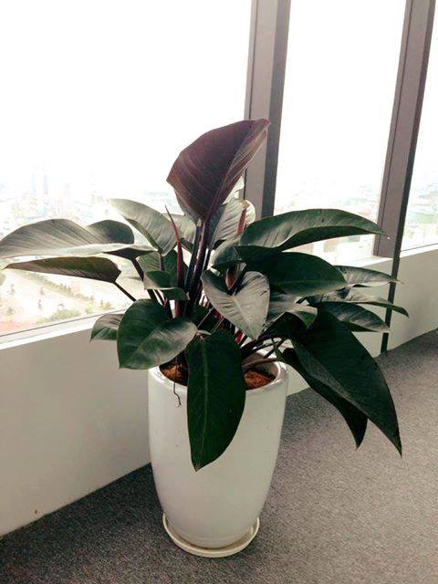 cay-trau-de-vuong-do trau-de-vuong