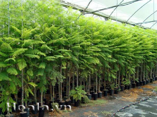 cay20giong20hoa20phuong20tim2001 Cây giống hoa phượng tím