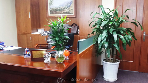 cho thue cay van phong tai ha noi 03