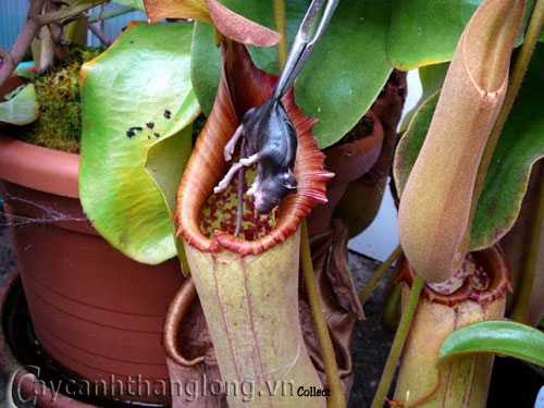 cayanthit1 Cây ăn thịt người, từ truyền thuyết đến sự thật | hoala.vn