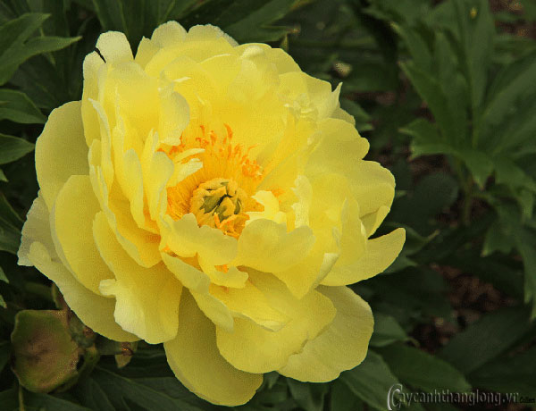 cham soc hoa mau don4