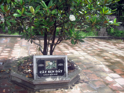 cây sen đất 04