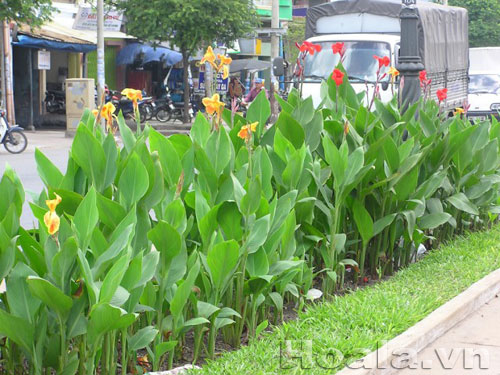 Hoa chuối cảnh - vẻ đẹp bất ngờ | hoala.vn