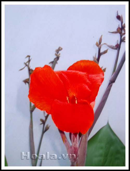 Hoa chuối cảnh - vẻ đẹp bất ngờ | hoala.vn