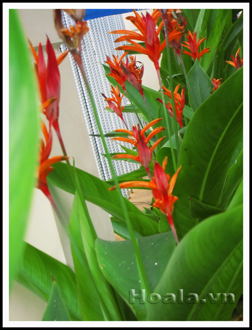 Hoa chuối cảnh - vẻ đẹp bất ngờ | hoala.vn