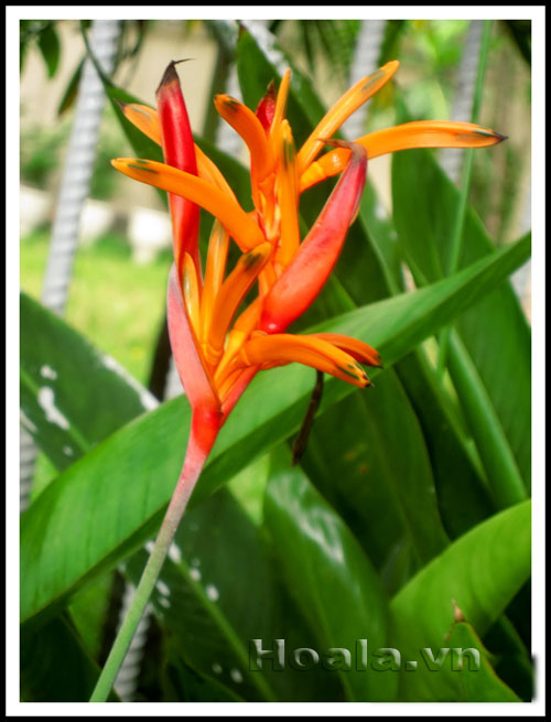 Hoa chuối cảnh - vẻ đẹp bất ngờ | hoala.vn
