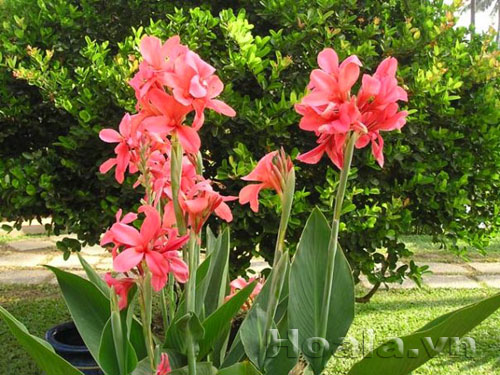 Hoa chuối cảnh - vẻ đẹp bất ngờ | hoala.vn