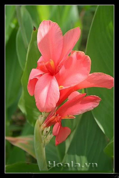 Hoa chuối cảnh - vẻ đẹp bất ngờ | hoala.vn