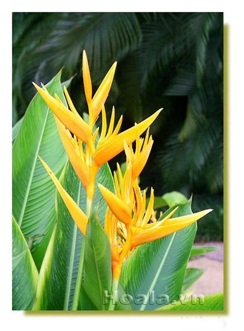 Hoa chuối cảnh - vẻ đẹp bất ngờ | hoala.vn