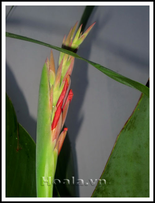 Hoa chuối cảnh - vẻ đẹp bất ngờ | hoala.vn