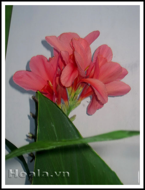 Hoa chuối cảnh - vẻ đẹp bất ngờ | hoala.vn