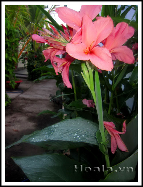 Hoa chuối cảnh - vẻ đẹp bất ngờ | hoala.vn