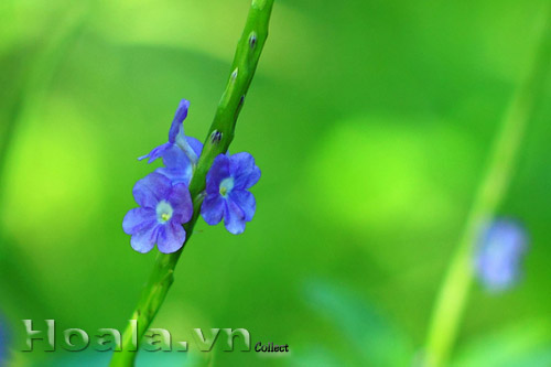 co_duoi_chuot_1 co_duoi_chuot_1 | hoala.vn