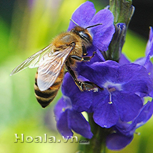 co_duoi_chuot_11 co_duoi_chuot_1 1| hoala.vn