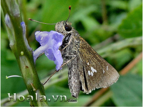 co_duoi_chuot_13 co_duoi_chuot_13 | hoala.vn