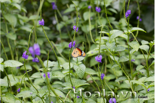 co_duoi_chuot_18 co_duoi_chuot_4 | hoala.vn