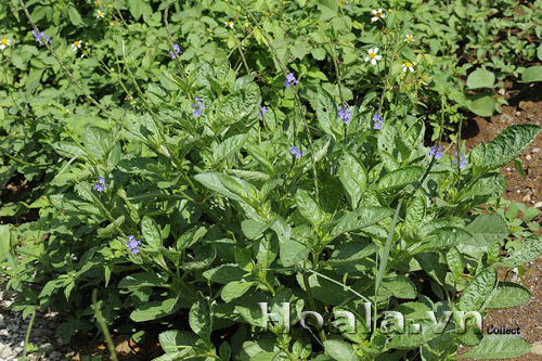 co_duoi_chuot_19 co_duoi_chuot_19 | hoala.vn