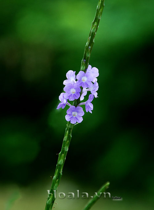 co_duoi_chuot_2 co_duoi_chuot_2 | hoala.vn