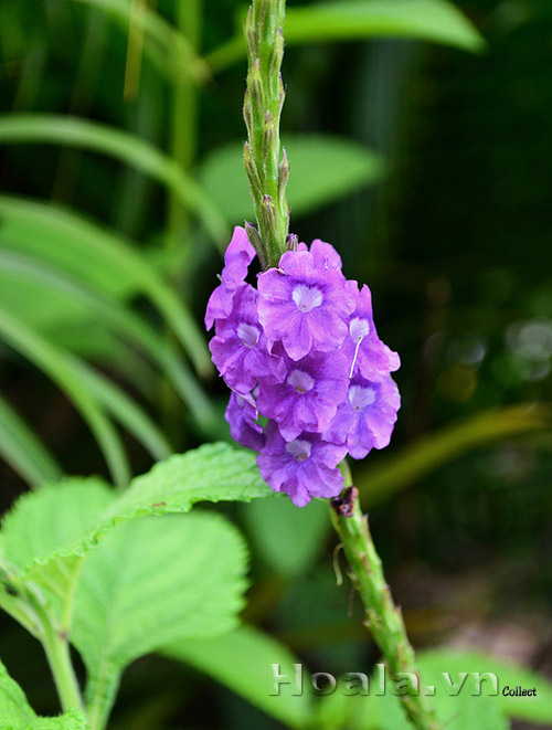 co_duoi_chuot_3 co_duoi_chuot_3 | hoala.vn