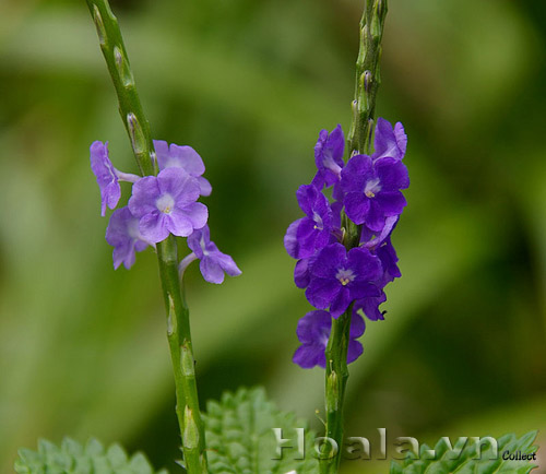 co_duoi_chuot_5 co_duoi_chuot_5| hoala.vn