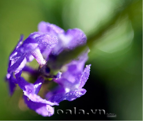 co_duoi_chuot_6 co_duoi_chuot_6 | hoala.vn