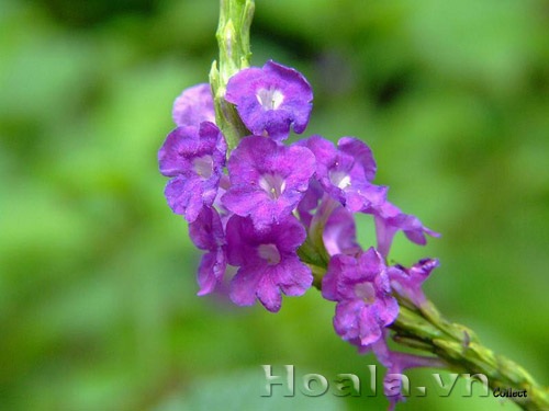 co_duoi_chuot_7 co_duoi_chuot_7| hoala.vn