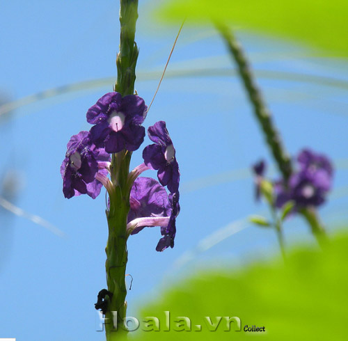 co_duoi_chuot_8 co_duoi_chuot_8 | hoala.vn