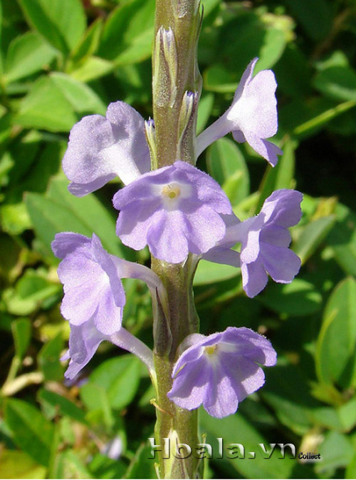 co_duoi_chuot_9 co_duoi_chuot_9 | hoala.vn