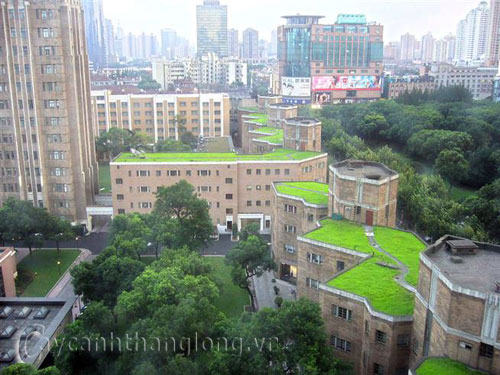 Cây cỏ tạo thảm xanh trên mái nhà | hoala.vn