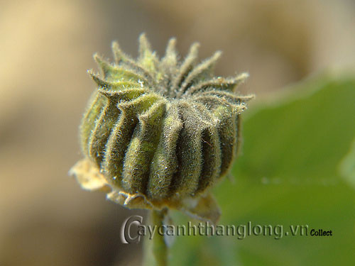 Hoa Cối Xay vẻ đẹp lạ của những bông hoa dại | hoala.vn