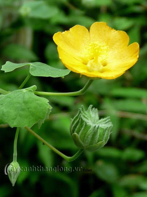 Hoa Cối Xay vẻ đẹp lạ của những bông hoa dại | hoala.vn