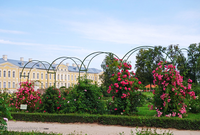 cong-gian-vom-hoa-hong-leo-03