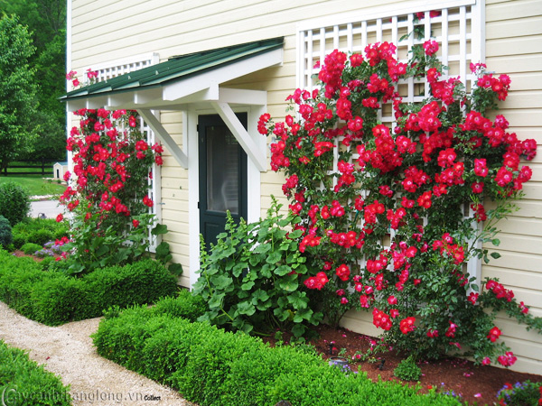 cong-gian-vom-hoa-hong-leo-04