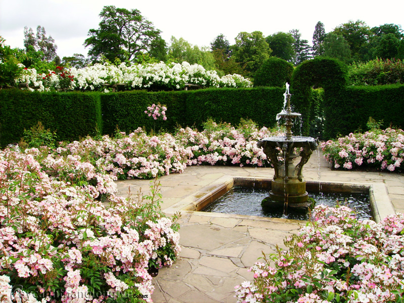 cong-vien-tieu-canh-vuon-hoa-hong-01