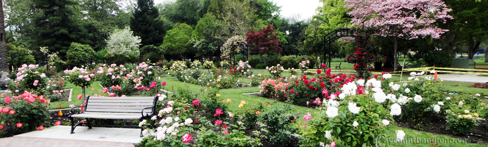 cong-vien-tieu-canh-vuon-hoa-hong-04