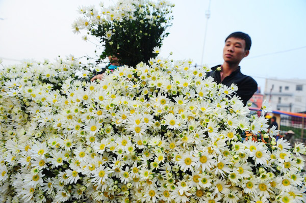 cuc hoa mi 4