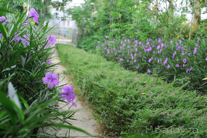 Bảng giá vé tham quan, chụp ảnh tại Công viên thực vật cảnh Việt Nam 36 da yen thao mehico