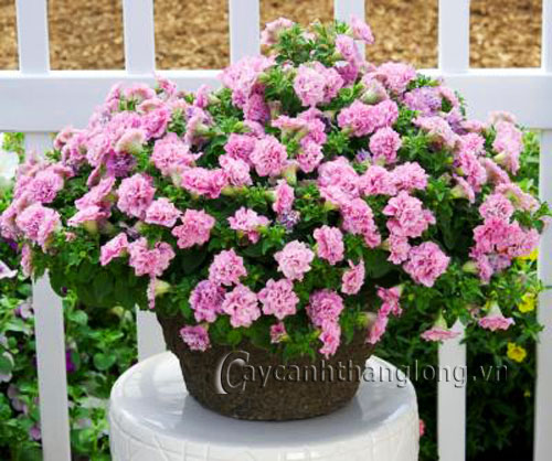 Dạ yến thảo leo - cột hoa đồ sộ và rực rỡ | hoala.vn