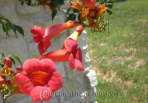 dang_tieu2 Hoa đăng tiêu quyến rũ sắc cam lộng lẫy | hoala.vn