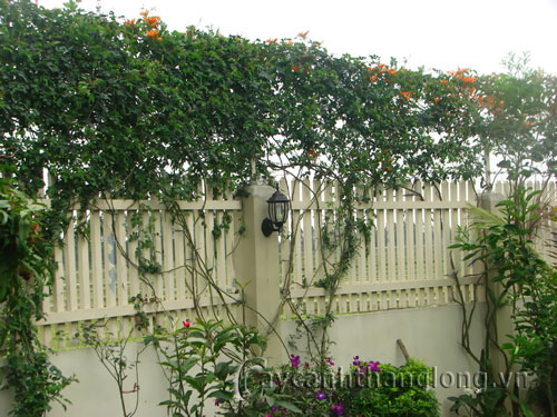 dang_tieu3 Hoa đăng tiêu quyến rũ sắc cam lộng lẫy | hoala.vn