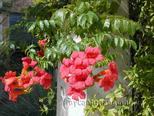 dang_tieu5 Hoa đăng tiêu quyến rũ sắc cam lộng lẫy | hoala.vn