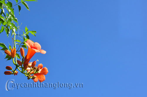 dang_tieu9 Hoa đăng tiêu quyến rũ sắc cam lộng lẫy | hoala.vn