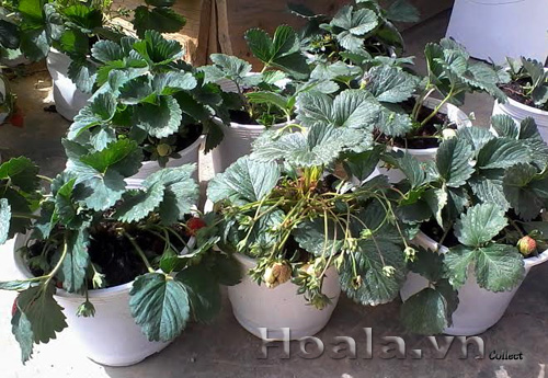 cay_dau_tay_1 | hoala.vn