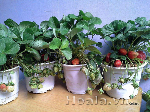 cay_dau_tay_3 | hoala.vn